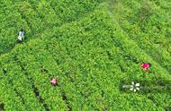 张家界长寿藤茶：白露时节，秋茶采摘季如约而至