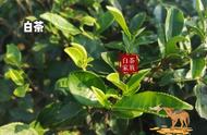 白茶入门解答：白茶是什么？是树种还是工艺？有哪些分类？