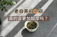 茶掌柜揭秘老白茶闷泡秘诀：年份越老，效果越明显？