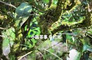 武夷岩茶山场真相大揭秘：坑、涧、窠、岩全解析！