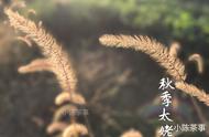 茶叶采摘的季节之选：绿茶、白茶、普洱茶是否都青睐秋茶？