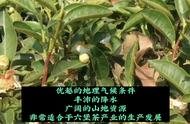 六堡茶的独特之处：揭秘其特点