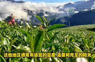 乌龙茶的香气之奥秘：茶知识的剖析