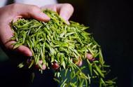 雨花茶：一杯茶的历史，一种饮用的艺术