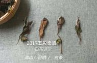 白茶压饼的未来展望：好茶不压饼？茶叶产业的新机遇