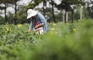 秋茶：为茶农增收，味道是否让人难以忘怀？