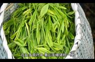 黄山毛峰茶叶：茶文化的全面探索