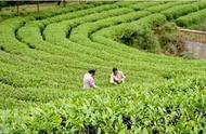 「桂平富硒茶」每周一硒：大藤峡牌西山绿茶，广西茶叶之美