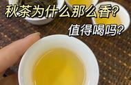 单丛秋茶的香气探秘：为何让人难以忘怀？