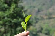 普洱茶之道：品味千年的茶艺与人生哲学