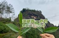 4点买茶技巧，让你在挑选岩茶中的高香品种时游刃有余