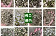 茶艺新境界：六款不容错过的高级茉莉花茶盘点！