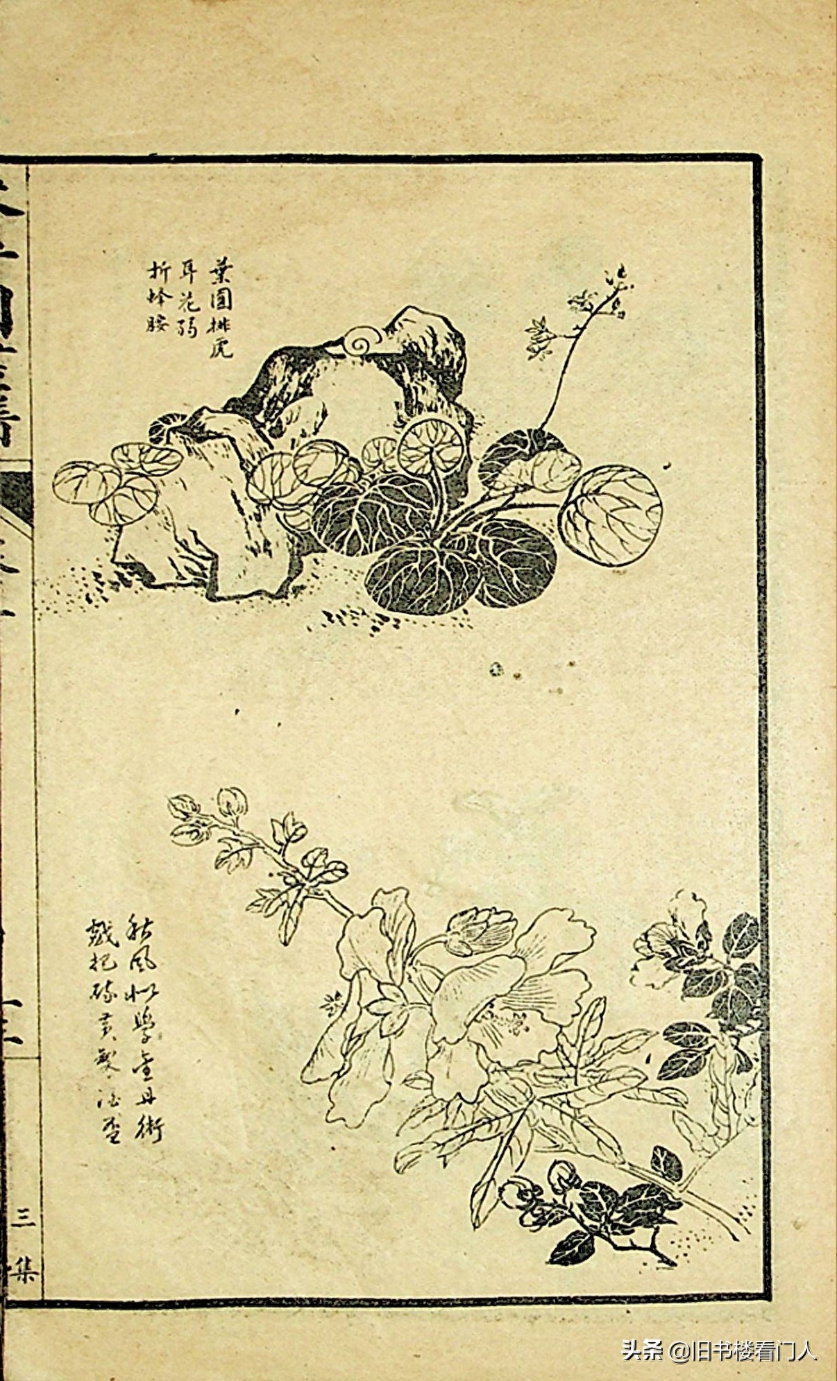 艺术类学画必修之书－《芥子园画谱·草虫花卉谱》