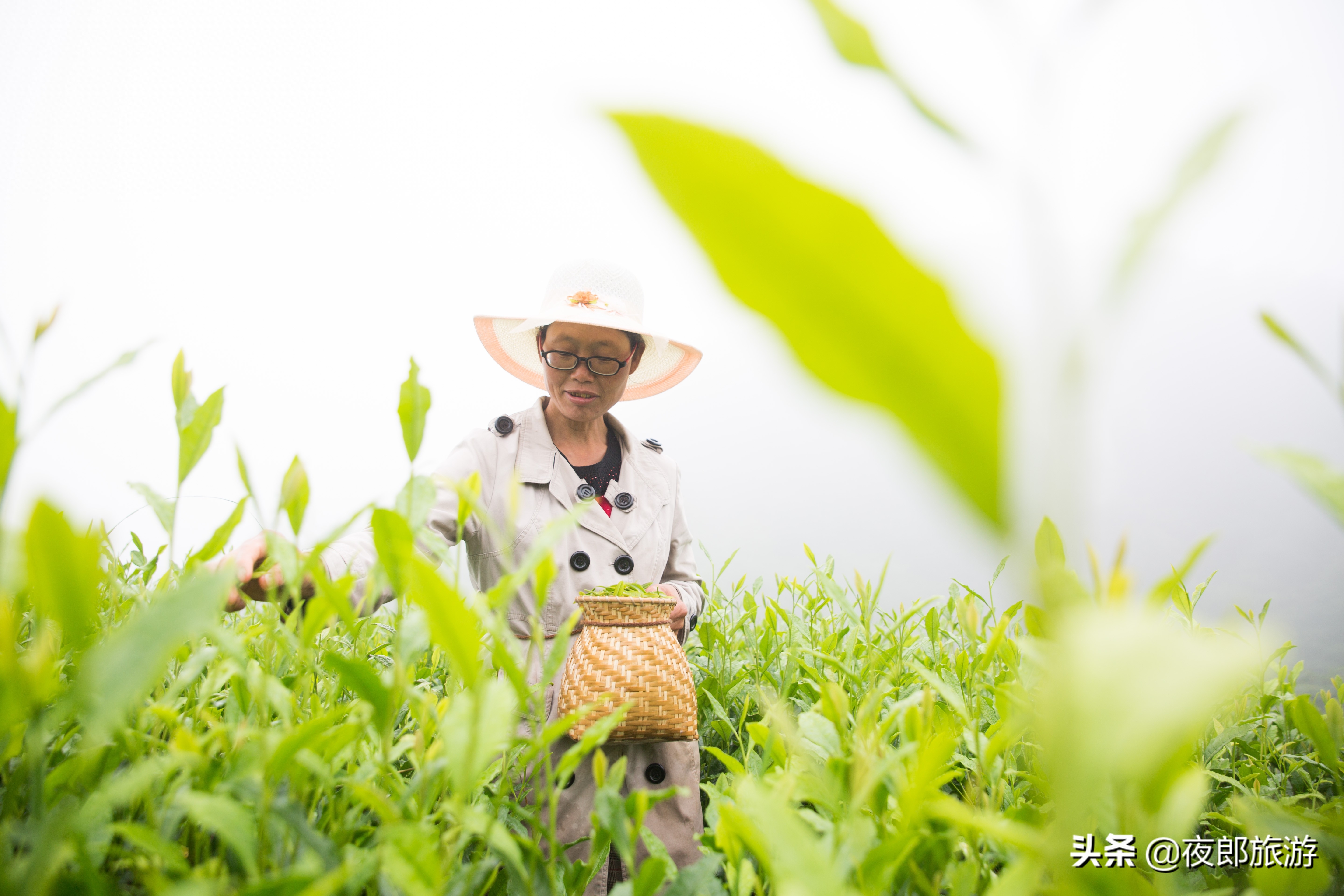 贵州大方：云山雾绕采夏茶